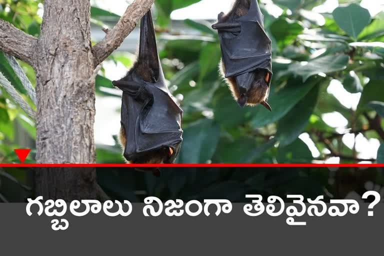 like hums vampire bats isolates themselves when they feel sick