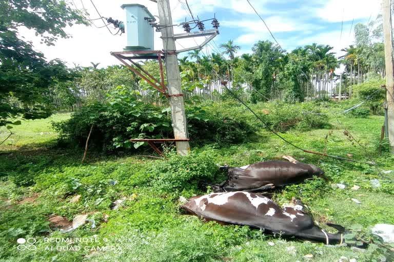 two-cow-died-by-power-shock