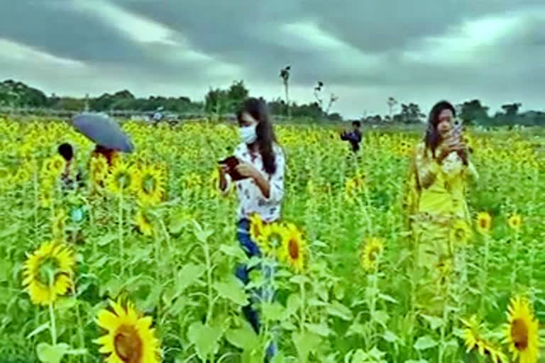 sunflower-farm-in-biswanath