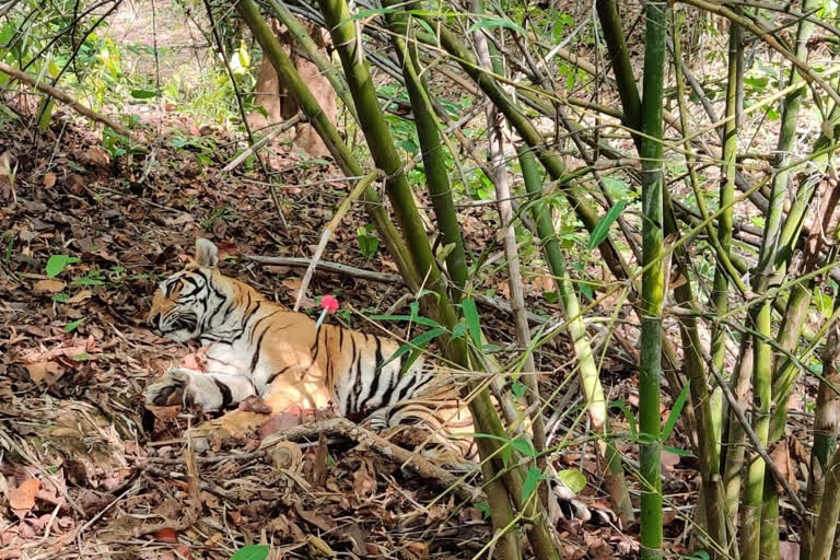 injured tigress was rescued from atr