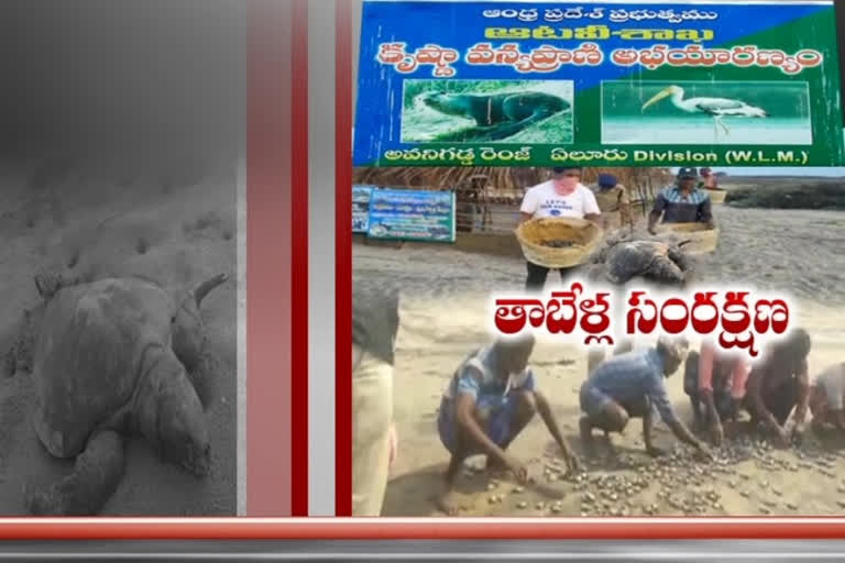 Turtle conservation center in the Krishna river basin