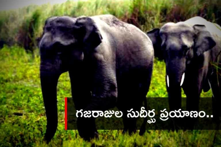 elephants walking in china, చైనాలో ఏనుగుల గుంపు