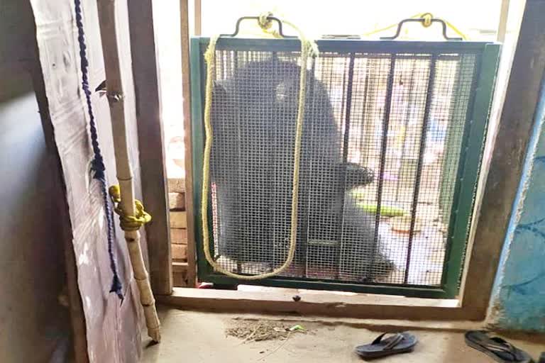 bear entered the house  in balodabazar