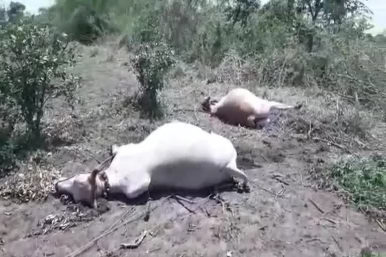 Bull pair death electrocution Zadgaon