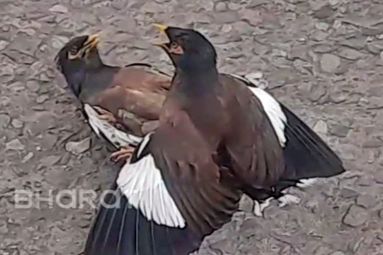 live-battle-of-starling-in-jamshedpur