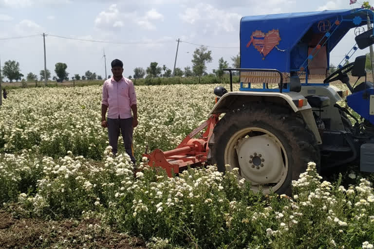 flower crop by tractor in gadaga