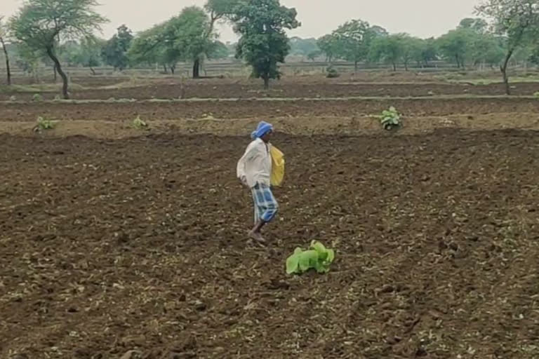 Target to reduce paddy area