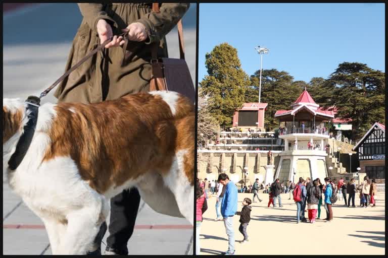 pet dogs in MC Shimla