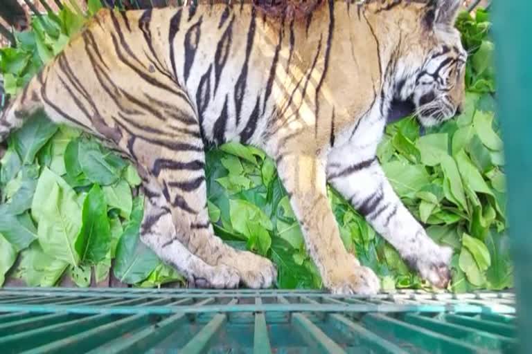 injured-tigress-is-undergoing-treatment-at-kanan-pendari-zoo-in-bilaspur