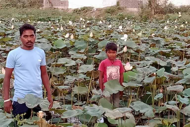 farmer becoming self-sufficient in lotus cultivation in gariaband