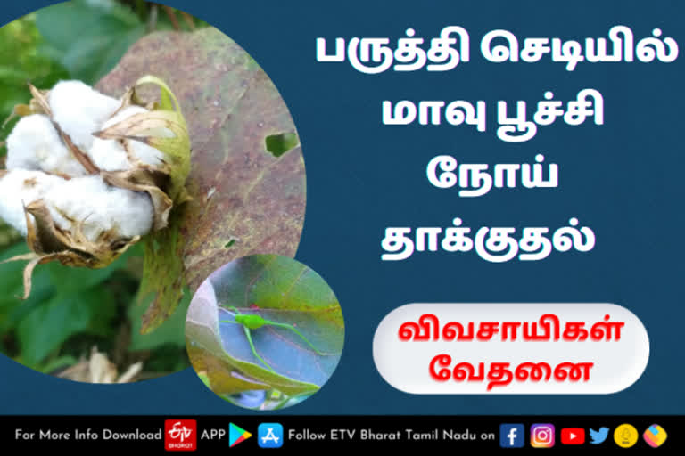 பருத்தியில் மாவு பூச்சி நோய் தாக்குதல்