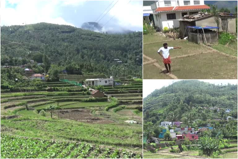 കാട്ടാനശല്യം രൂക്ഷം  പ്രതിസന്ധിയിലായി കർഷകർ  കാന്തല്ലൂർ  wild elephants  farmers-troubled  wild elephants in kanthalloor