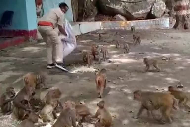 Constable Rajesh Patel feeding monkey