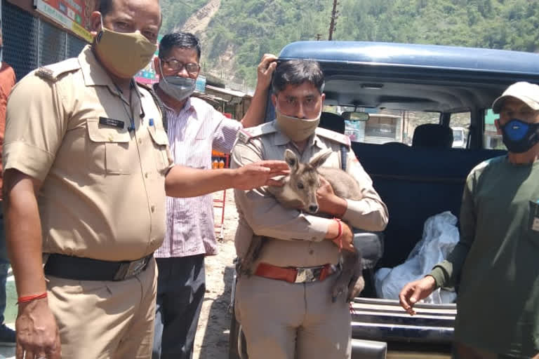 Police saved the life of a deer, introduced humanity