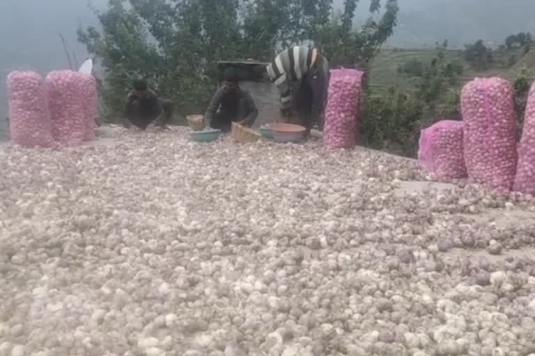 garlic growers in nahan