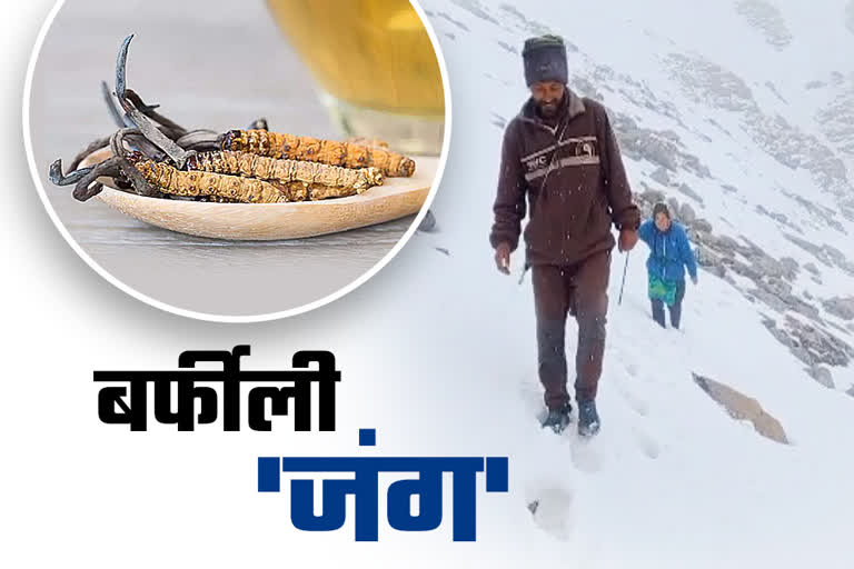 पहाड़ों में कीड़ा जड़ी की तूफानी मांग