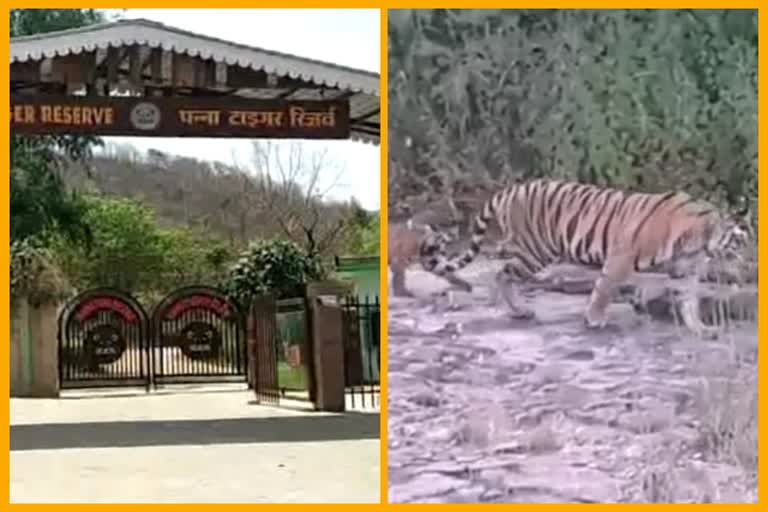 panna tiger reserve management on corona alert