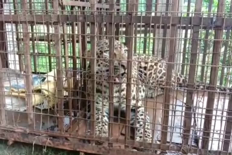 people catches leopard in namti sivsagar