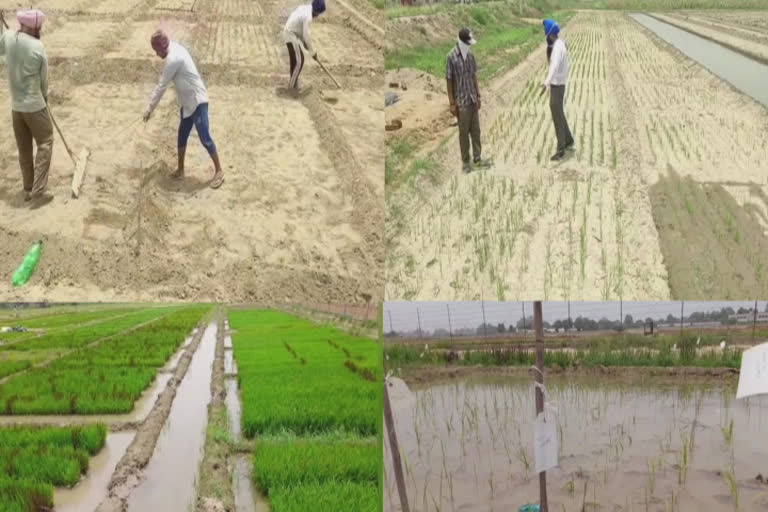 Punjab Agricultural University ਵੱਲੋਂ ਝੋਨੇ ਦੀਆਂ 10 ਨਵੀਆਂ ਕਿਸਮਾਂ ਈਜਾਦ