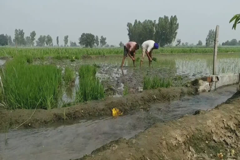 Paddy Sowing: ਮਹਿੰਗੇ ਭਾਅ ਦੀ ਲੇਬਰ ਹੋਣ ਕਾਰਨ ਖੇਤਾਂ ’ਚ ਖੁਦ ਡਟੇ ਕਿਸਾਨ