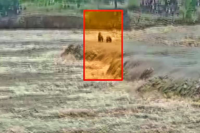 four-children-were-trapped-in-flood-in-sagars-sunar-river-everyone-was-rescued