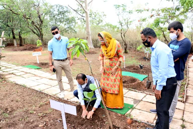 CM Chouhan planted sapling