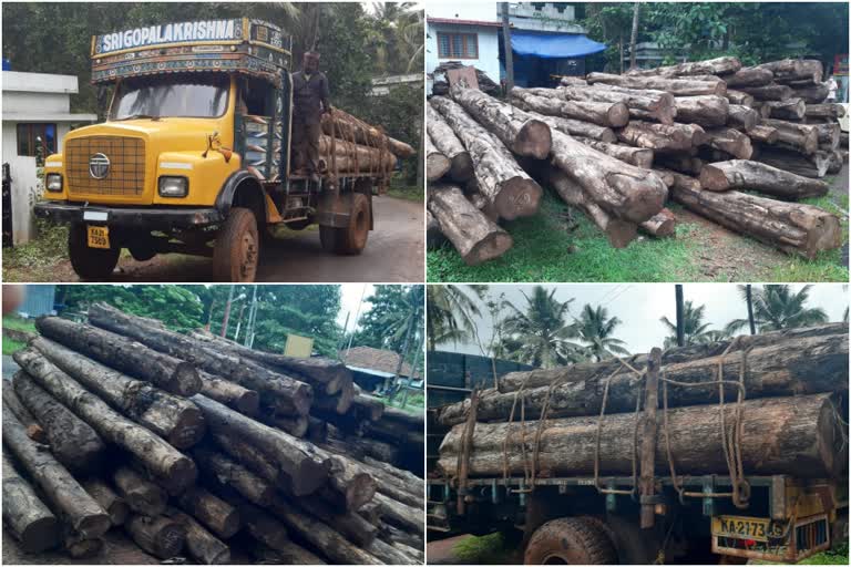 teak wood seized in kasargod  kerala tree cut issue  kasargod forest department  അനധികൃതമായി കടത്തിയ മരം പിടിച്ചു  കാസർകോട് ഫോറസ്റ്റ് വകുപ്പ്  കാസർകോട് വനം വകുപ്പ്