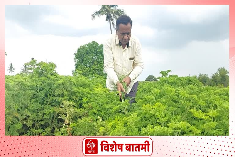 Ahmednagar - Two acres of geranium farm yielded Rs 2.5 lakh in three months