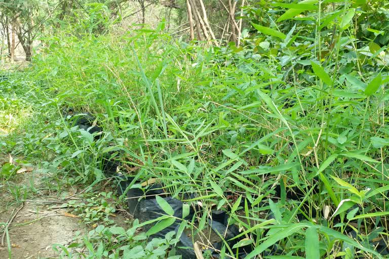 planting bamboo plants in nurseries