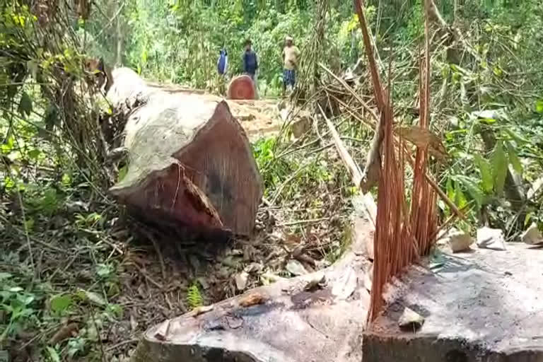 Wood smuggler at Tarani reserve forest Tinsukia