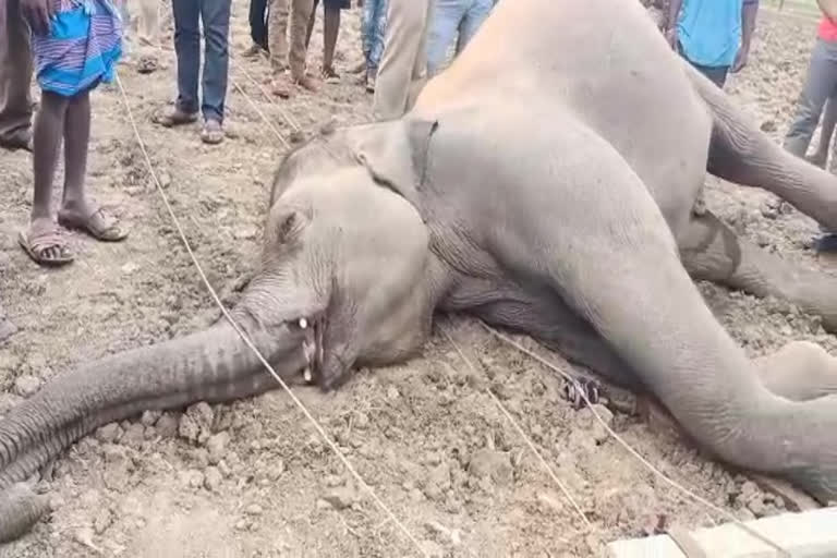 elephant died due to electric shock