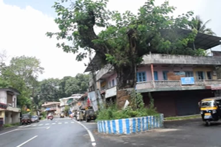 vaaka tree in kottayam  environment  kottayam  അതിജീവനത്തിന്‍റെ കഥയുമായി തിടനാട്ടിലെ തണല്‍മരം  കോട്ടയം  പരിസ്ഥിതി സംരക്ഷണം