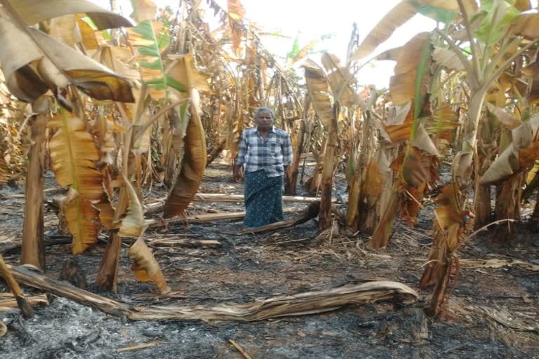 Banana crop destroyed