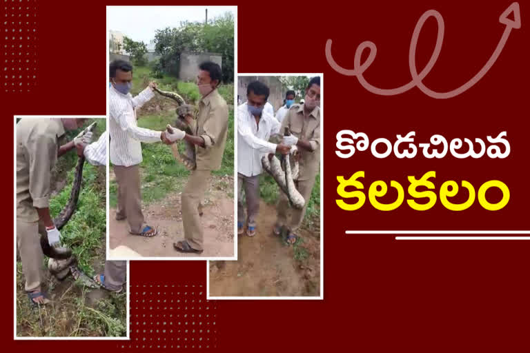 Huge python in house in hanamkonda