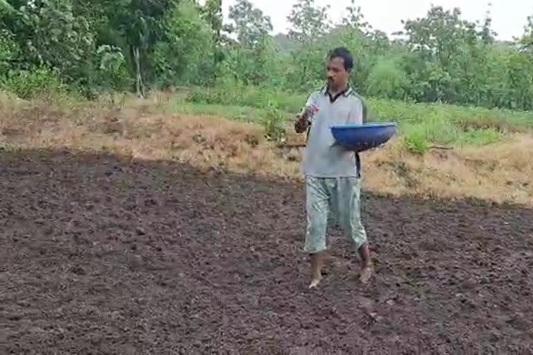 आमदार श्रीनिवास वनगांनी केली भात पेरणी