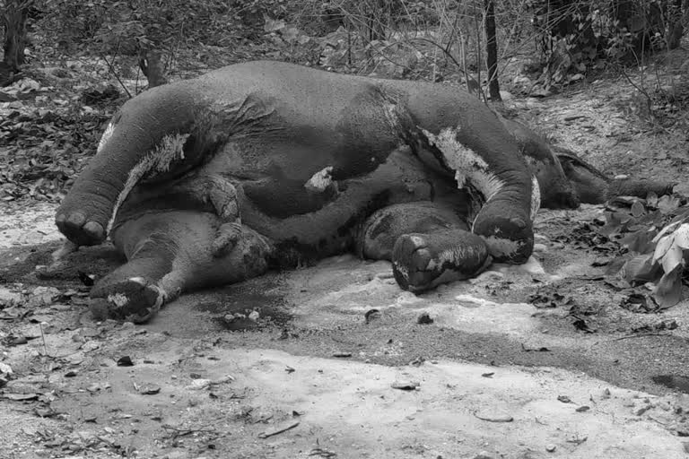 Elephant dead body found