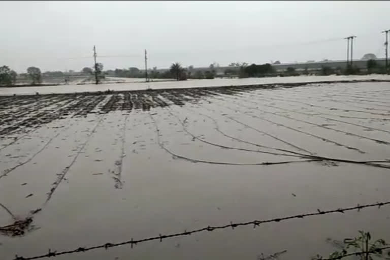 first rains flooded the fields near Samrudhi Highway