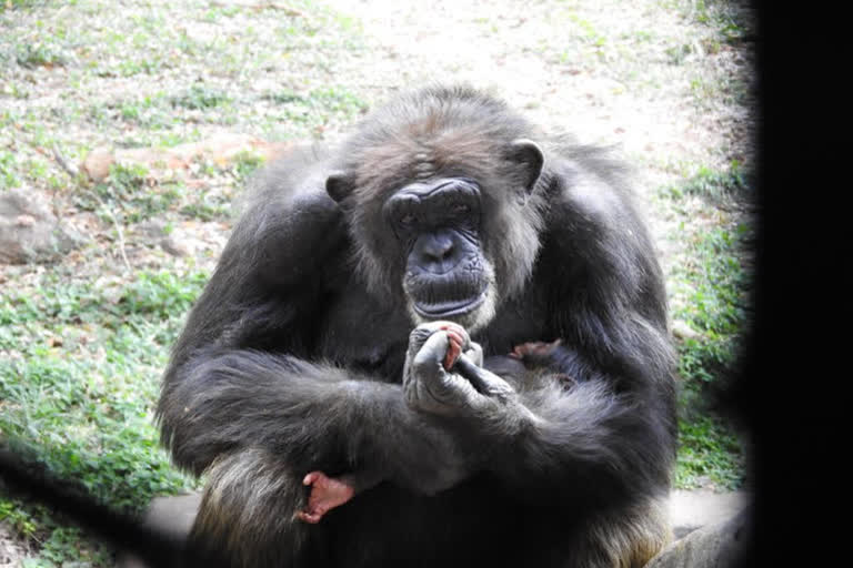 Anna Zoo park blessed with a baby chimpanzee