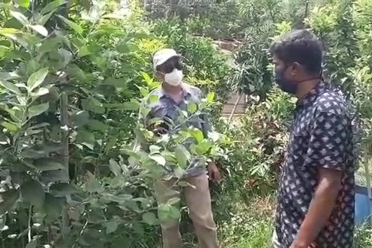 Winter fruit cultivation in Bengals climate in kanksa durgapur Agriculture Department on inspection