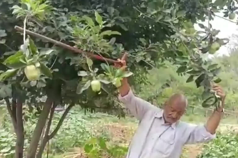 apple crop in barsar of hamirpur