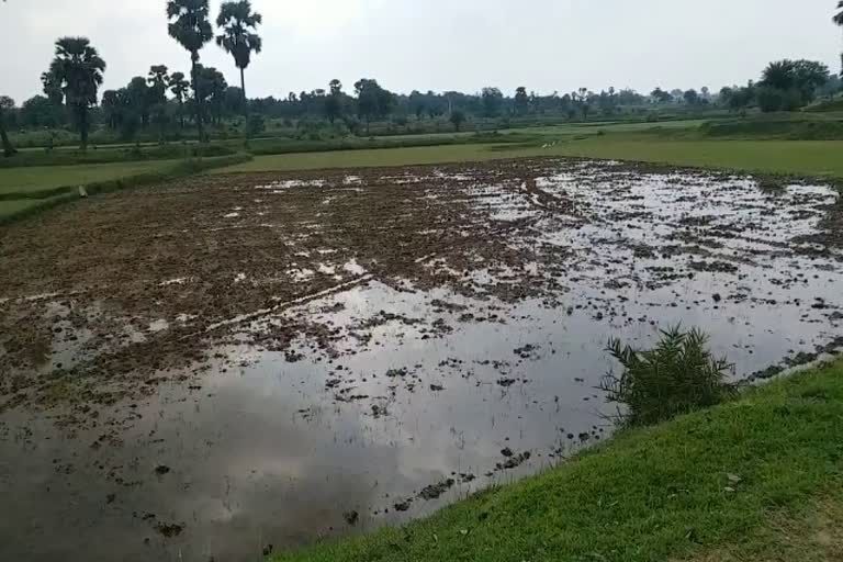 farmers are happy with the arrival of monsoon in jamtara