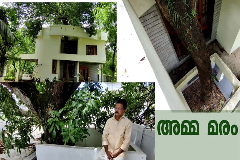 preserving mango tree for the memory of mother  അമ്മ നട്ട മാവ്; ഓർമക്കായി സംരക്ഷിച്ച് സുനിൽ  മാവ്  വീടിനുള്ളിൽ മാവ്  mango tree inside house  കൂറ്റൻ മാവ്