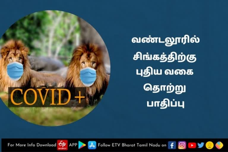 வண்டலூரில் சிங்கத்திற்கு புதிய வகை தொற்று பாதிப்பு