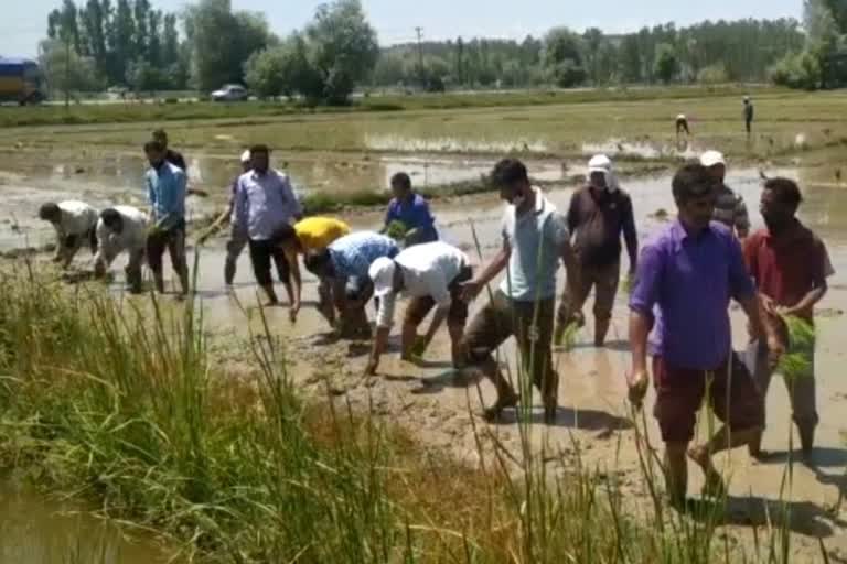 پلوامہ: ایس ایم فارم، پدگام پورہ میں Paddy Transplantaion Day منایا گیا