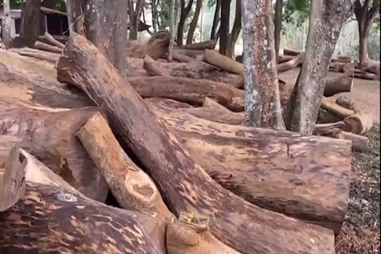 വയനാട് മുട്ടിലെ വനംകൊള്ള: പ്രത്യേക അന്വേഷണസംഘം നിലമ്പൂരിലും പരിശോധന തുടങ്ങി  Muttil forest robbery, Special investigation team starts inspection in Nilambur too  യനാട് മുട്ടില്‍ വില്ലേജിലെ വിവാദമായ വനംകൊള്ള  Controversial forest robbery in wayanad Muttil village  നിലമ്പൂര്‍ വനം ഓഫീസുകളില്‍ പരിശോധന നടത്തി പ്രത്യേക അന്വേഷണസംഘം  Special investigation team inspects Nilambur forest offices  മുട്ടില്‍ വനംകൊള്ള  Muttil forest robbery