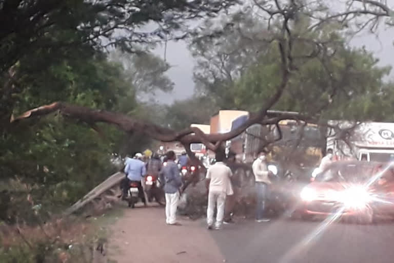 Tree fell near Bhopal Talkies due to strong storm