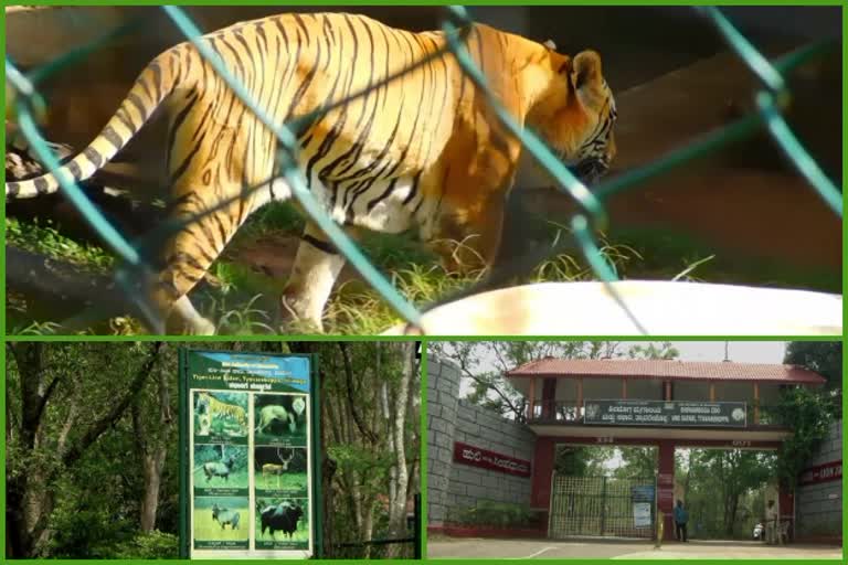 good-news-for-tourists-of-sidhi-for-visiting-tiger