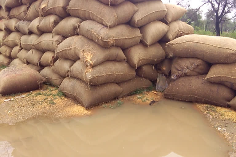 Thousands of quintals of paddy donated