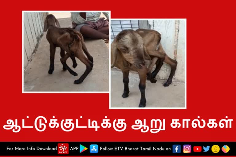 ஆறு கால்களுடன் பிறந்த அதிசய ஆட்டுக்குட்டி