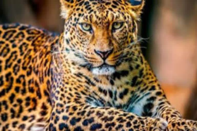 JK's Natipora residents fret over leopard presence